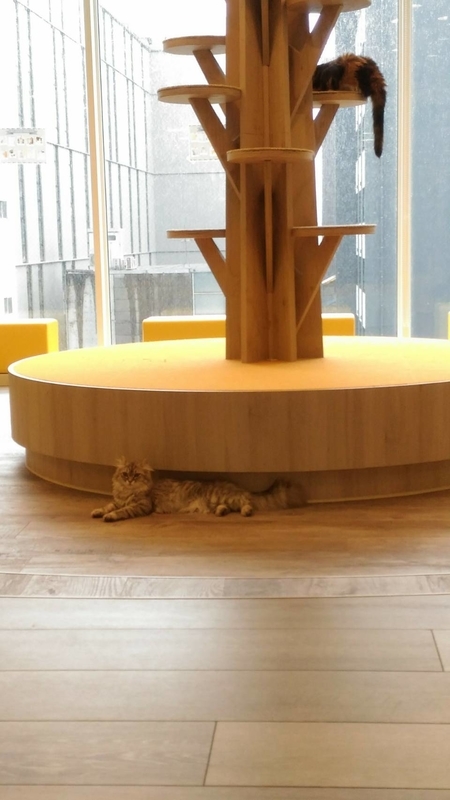 f:id:ouo_ouo123:20200313001207j:plain f:id:ouo_ouo123:20200313001207j:plain