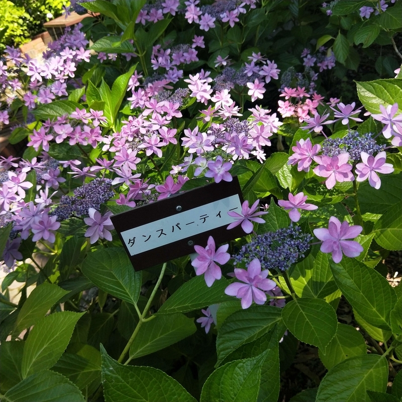 f:id:ouo_ouo123:20200623220143j:plain