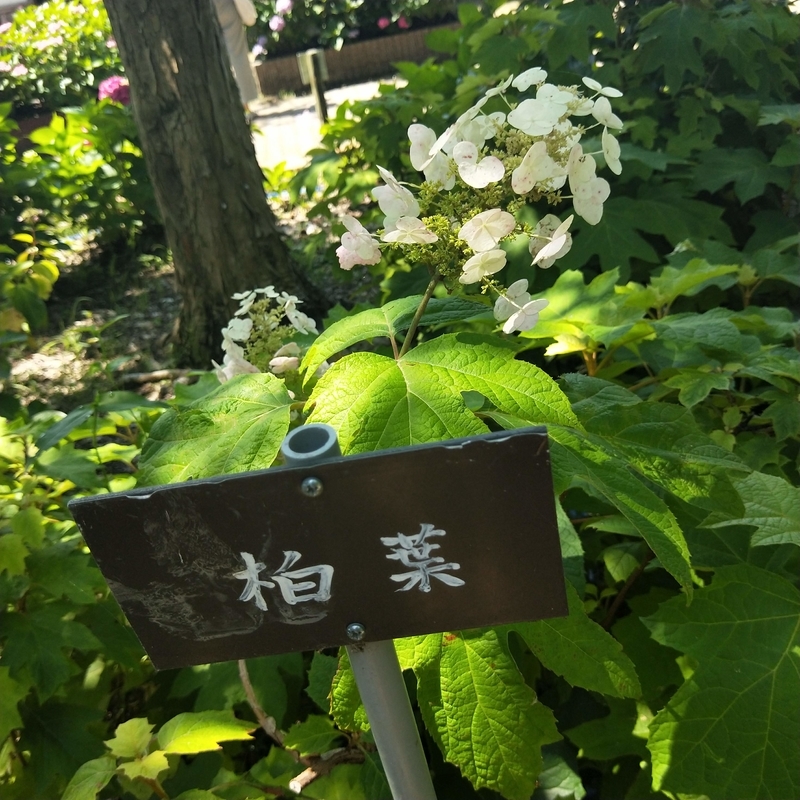 f:id:ouo_ouo123:20200623220154j:plain