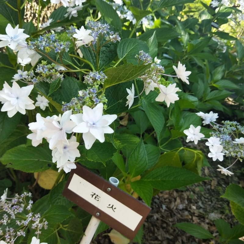 f:id:ouo_ouo123:20200623220208j:plain