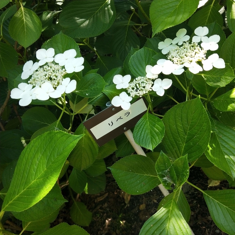 f:id:ouo_ouo123:20200623220229j:plain