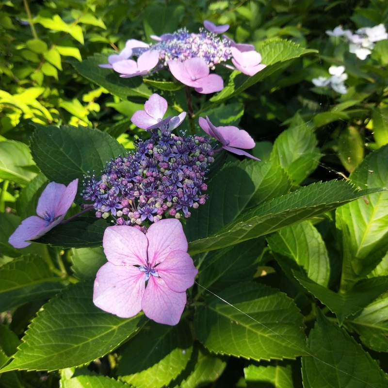 f:id:ouo_ouo123:20200623220242j:plain