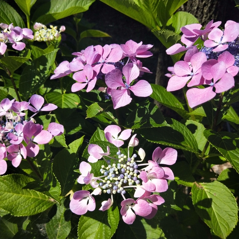 f:id:ouo_ouo123:20200623220254j:plain