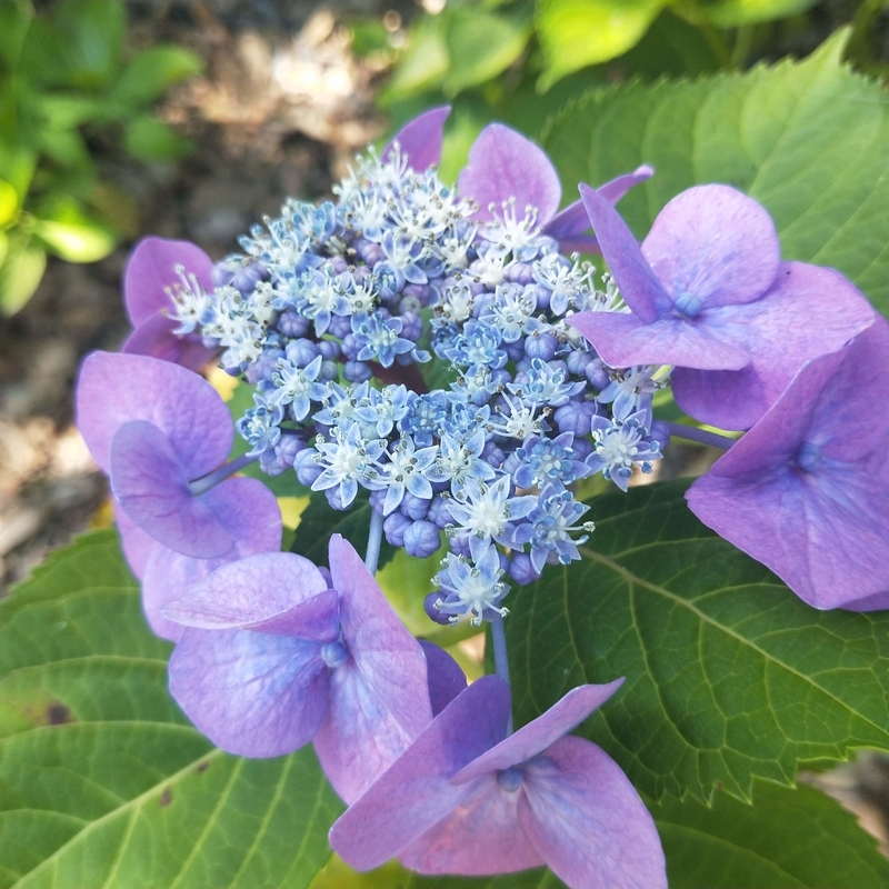 f:id:ouo_ouo123:20200623220326j:plain