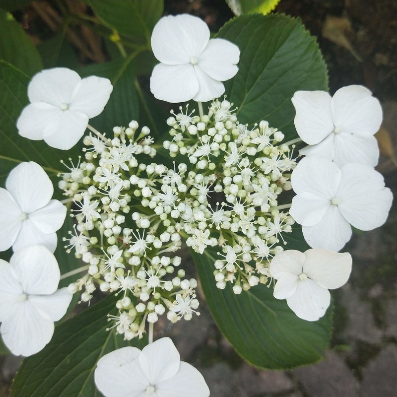 f:id:ouo_ouo123:20200623220336j:plain