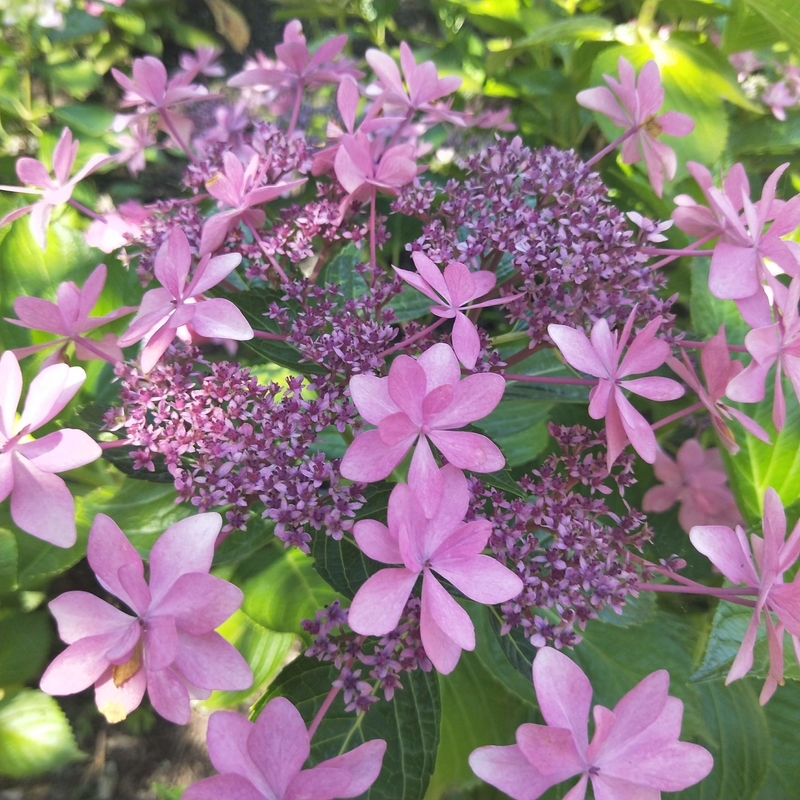 f:id:ouo_ouo123:20200623220348j:plain