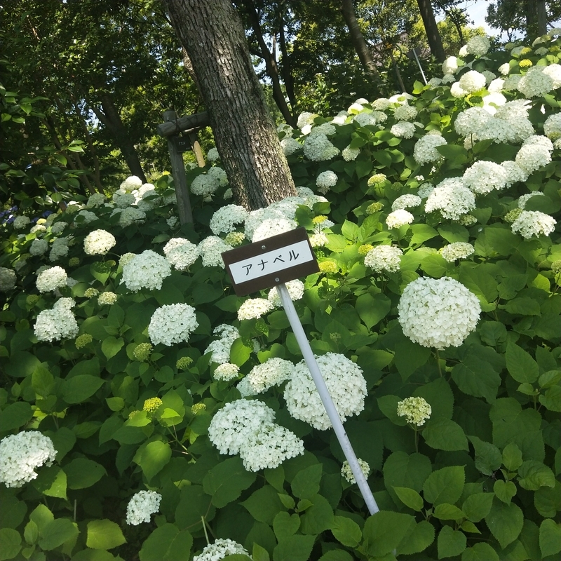 f:id:ouo_ouo123:20200623220452j:plain