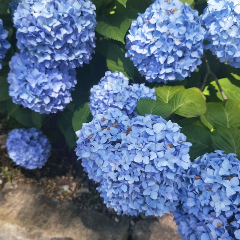 f:id:ouo_ouo123:20200623220513j:plain