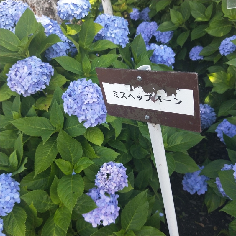 f:id:ouo_ouo123:20200623220523j:plain