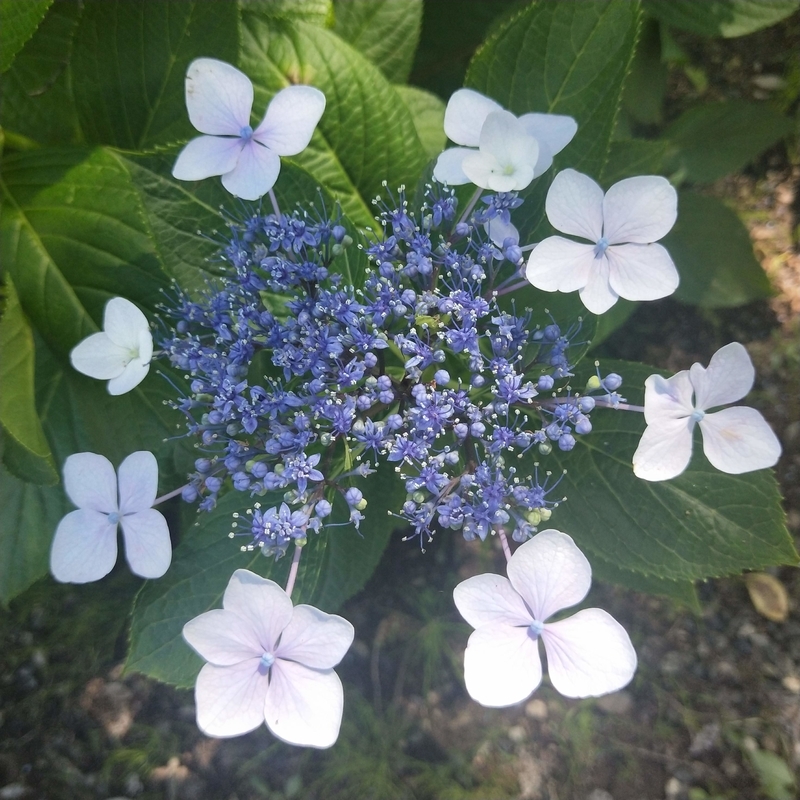 f:id:ouo_ouo123:20200623220543j:plain