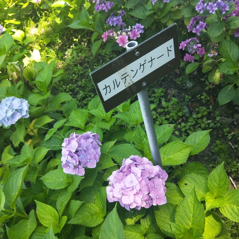 f:id:ouo_ouo123:20200623220624j:plain