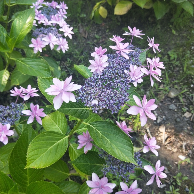 f:id:ouo_ouo123:20200623220636j:plain