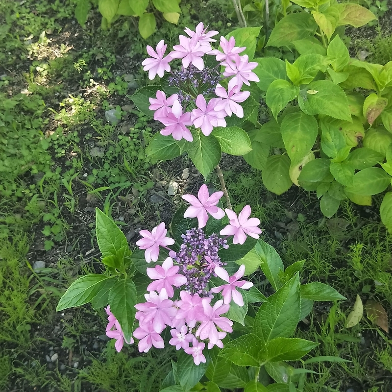 f:id:ouo_ouo123:20200623220655j:plain