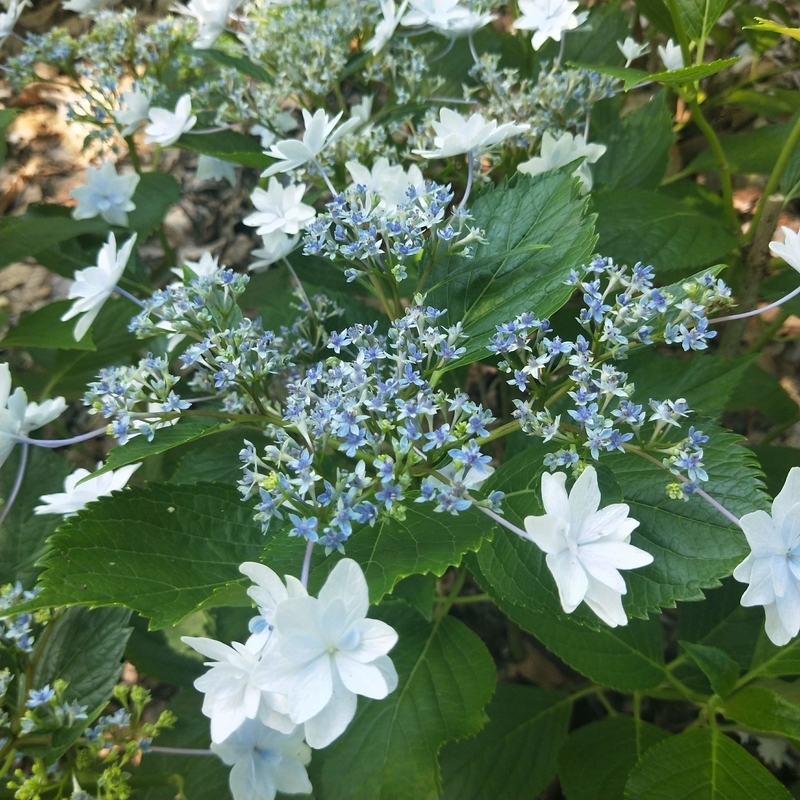 f:id:ouo_ouo123:20200623220712j:plain