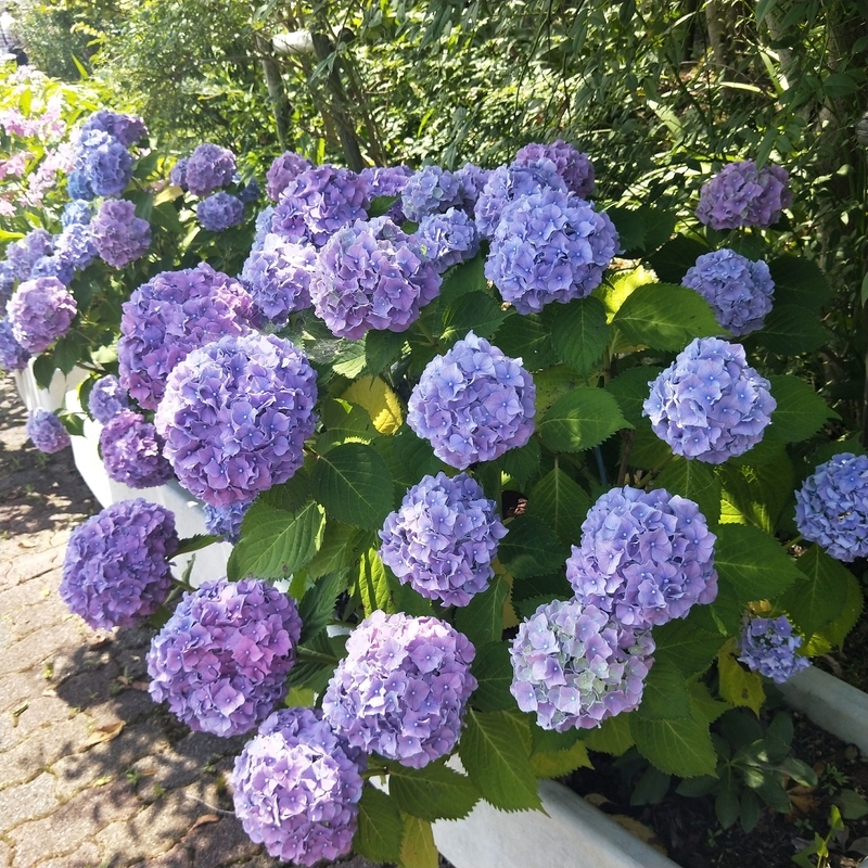 f:id:ouo_ouo123:20200623220819j:plain