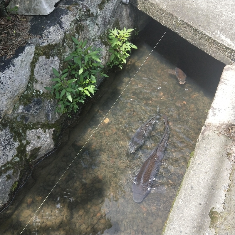 f:id:ouo_ouo123:20200623220830j:plain