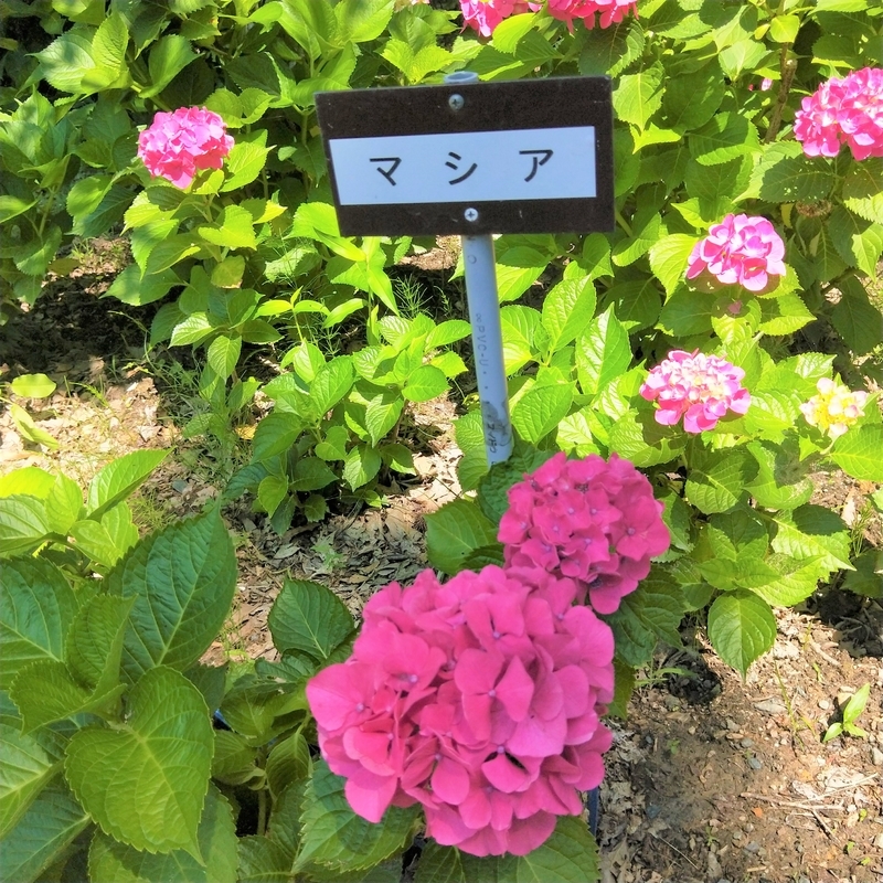 f:id:ouo_ouo123:20200623220901j:plain