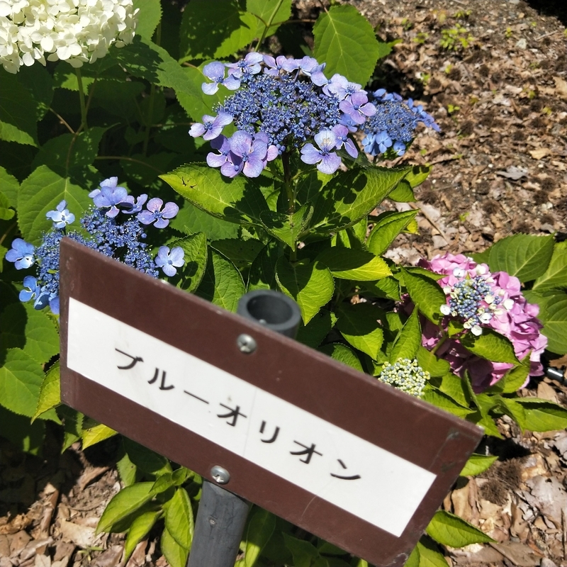 f:id:ouo_ouo123:20200624222932j:plain