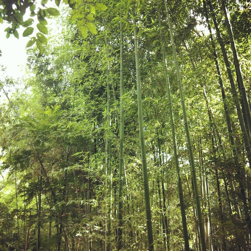 f:id:ouo_ouo123:20200810204300j:plain