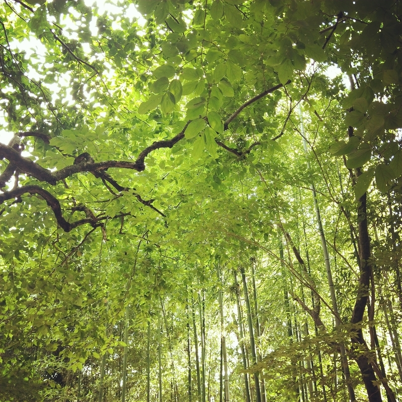 f:id:ouo_ouo123:20200810204313j:plain