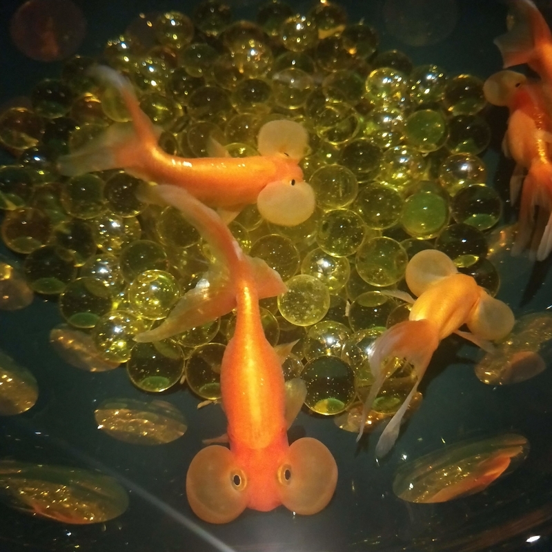 ほっぺたが膨れている金魚