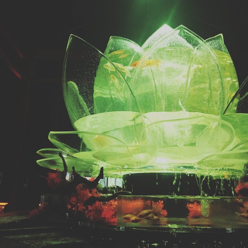 光る蓮の鉢に入れられた金魚