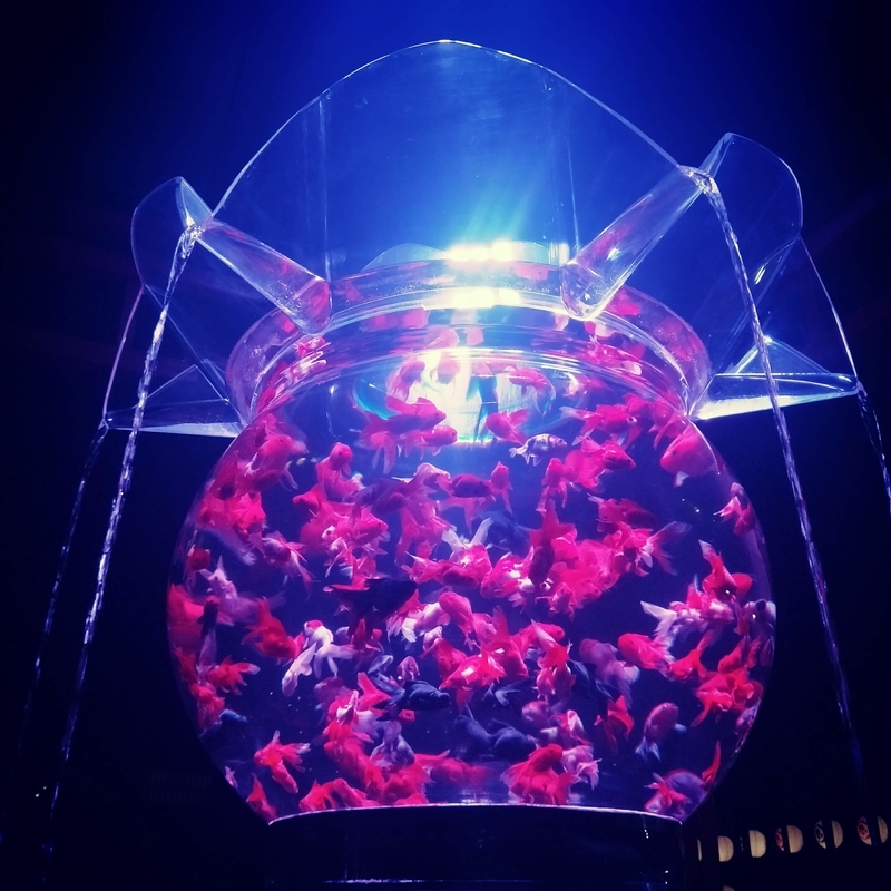 大きな鉢で泳ぐ金魚