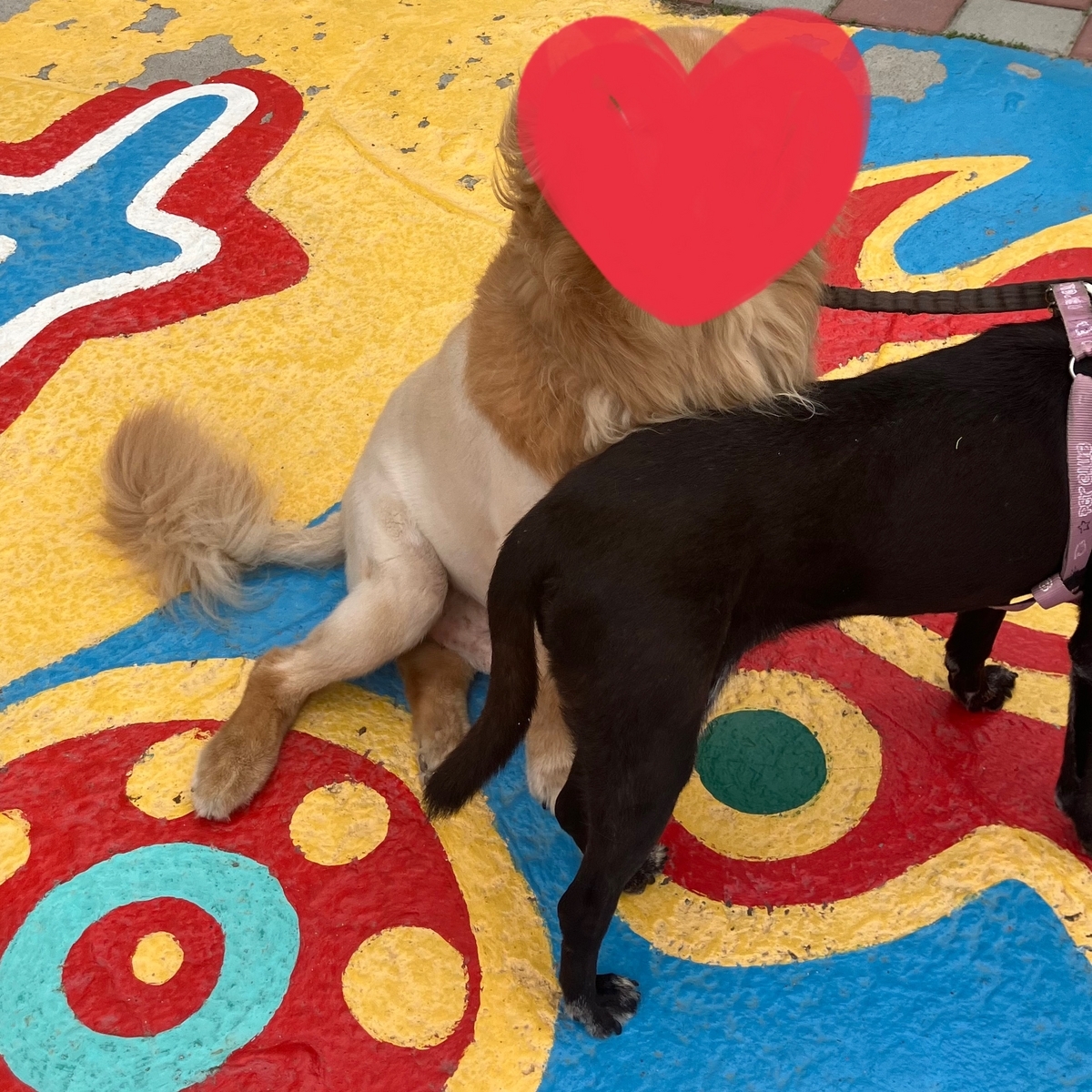 ライオンのような犬
