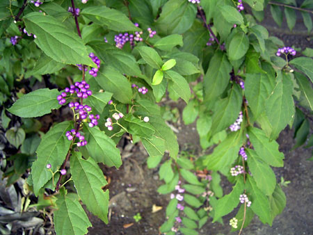 f:id:ousia:20051001075823j:image f:id:ousia:20051001075823j:image