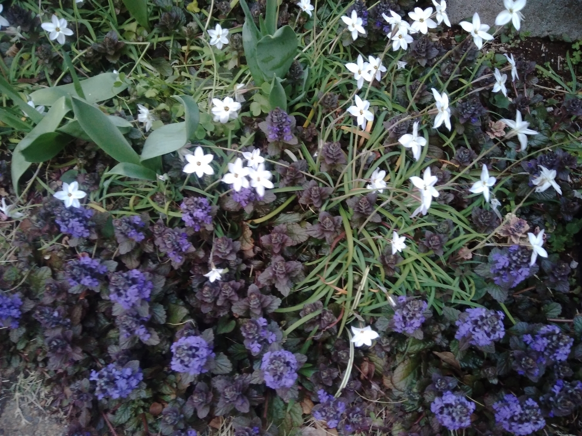 f:id:outblue69:20200404115844j:plain f:id:outblue69:20200404115844j:plain