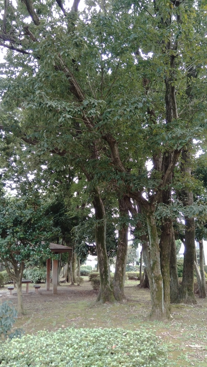 f:id:outblue69:20201003165345j:plain f:id:outblue69:20201003165345j:plain
