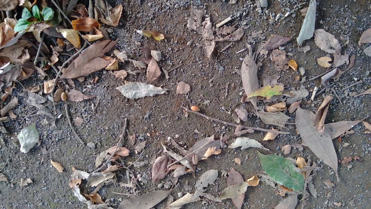 f:id:outblue69:20201003231955j:plain f:id:outblue69:20201003231955j:plain