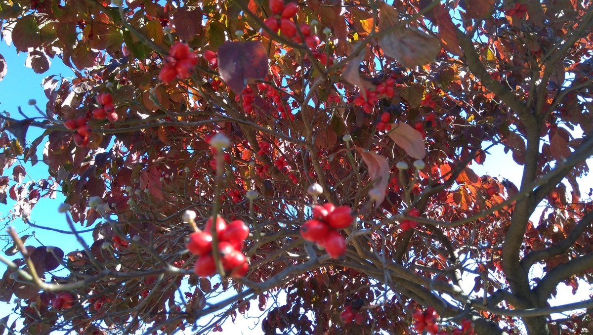 f:id:outblue69:20201113230006j:plain f:id:outblue69:20201113230006j:plain