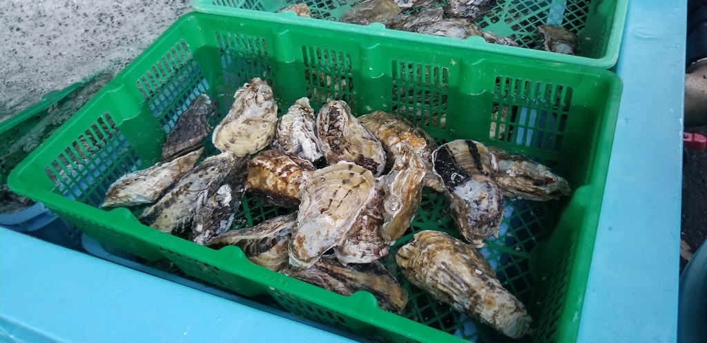 f:id:outcast0033:20190105161329j:plain f:id:outcast0033:20190105161329j:plain