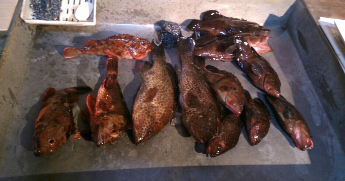 f:id:outdoordai:20200518210946j:plain