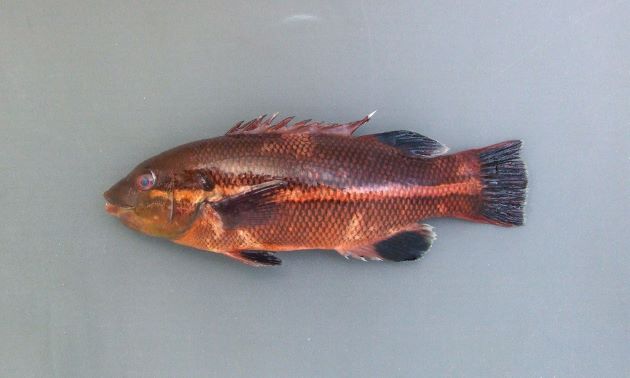 f:id:outdoordai:20200523173724j:plain