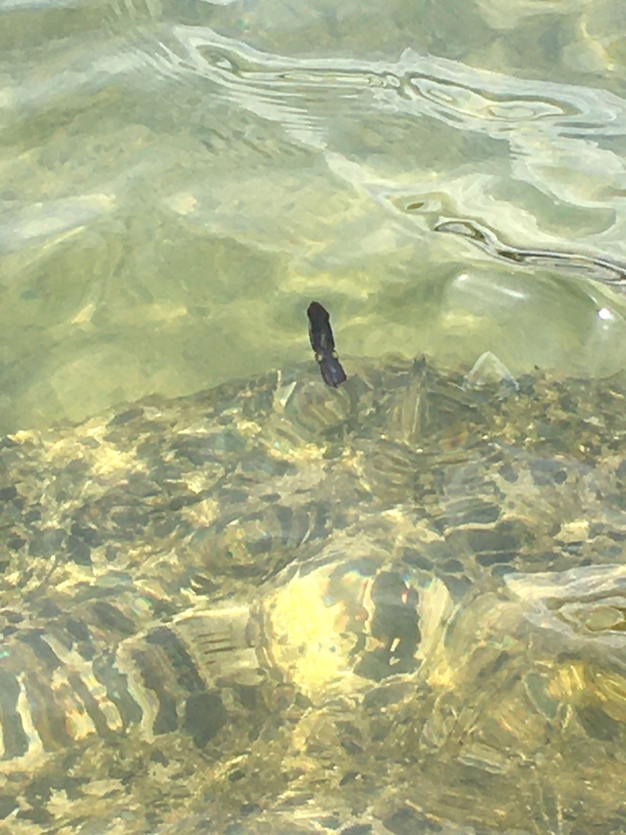 f:id:outdoormarine:20210713160140j:plain