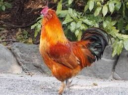 f:id:outraut:20200210120024j:plain f:id:outraut:20200210120024j:plain