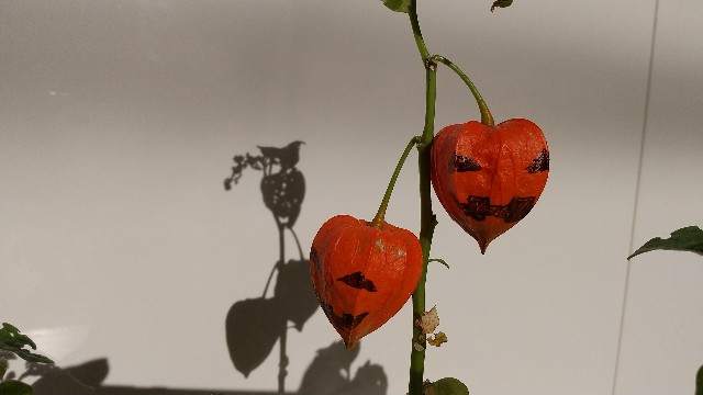 ほおずき 鬼灯 の3分工作でハロウィンを彩る のんびり外歩き ほおずき 鬼灯 の3分工作でハロウィンを彩る のんびり外歩き