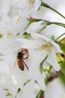 f:id:ovalis:20110410141138j:image:right