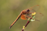 f:id:ovalis:20120923085245j:image:right