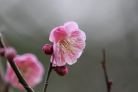 f:id:ovalis:20130203073740j:image:right