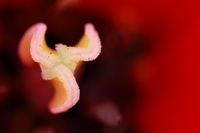 f:id:ovalis:20130323165251j:plain:right