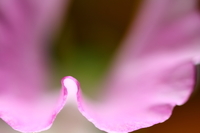 f:id:ovalis:20130403192648j:plain:right