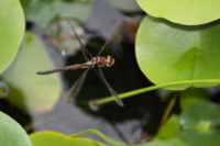 f:id:ovalis:20130907171040j:image:right