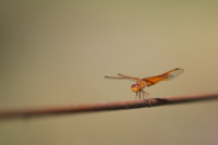 f:id:ovalis:20130923091919j:image:right