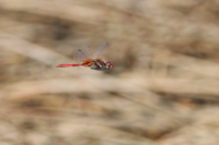 f:id:ovalis:20131006101319j:image:right