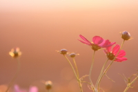 f:id:ovalis:20131013063538j:image:right