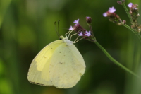 f:id:ovalis:20140629095547j:image:right