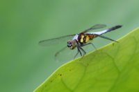 f:id:ovalis:20140705151146j:image:right